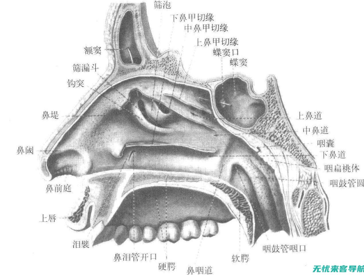 深入了解鼻窦炎的症状