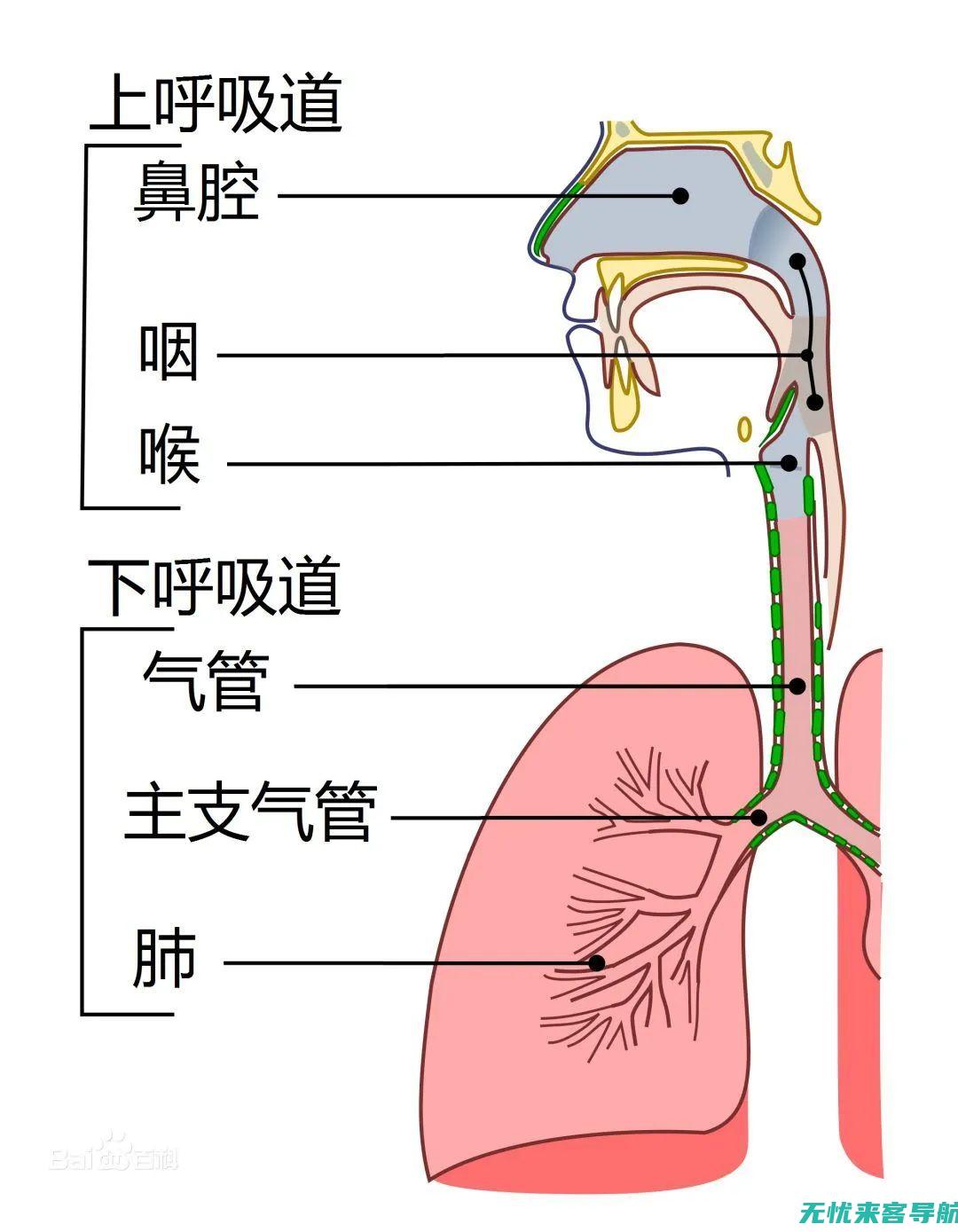 一种常见的呼吸系统疾病转变