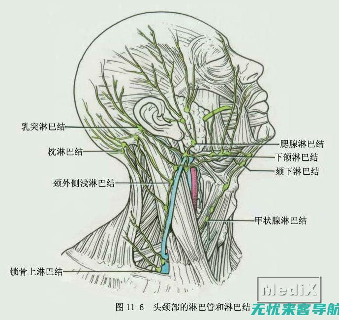 颈部淋巴结发炎的全面解读