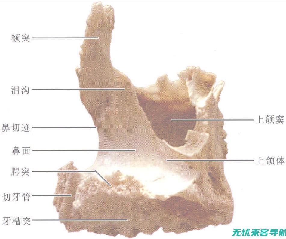 全面了解上颌窦炎：症状识别与治疗方法 (上颌啥意思)