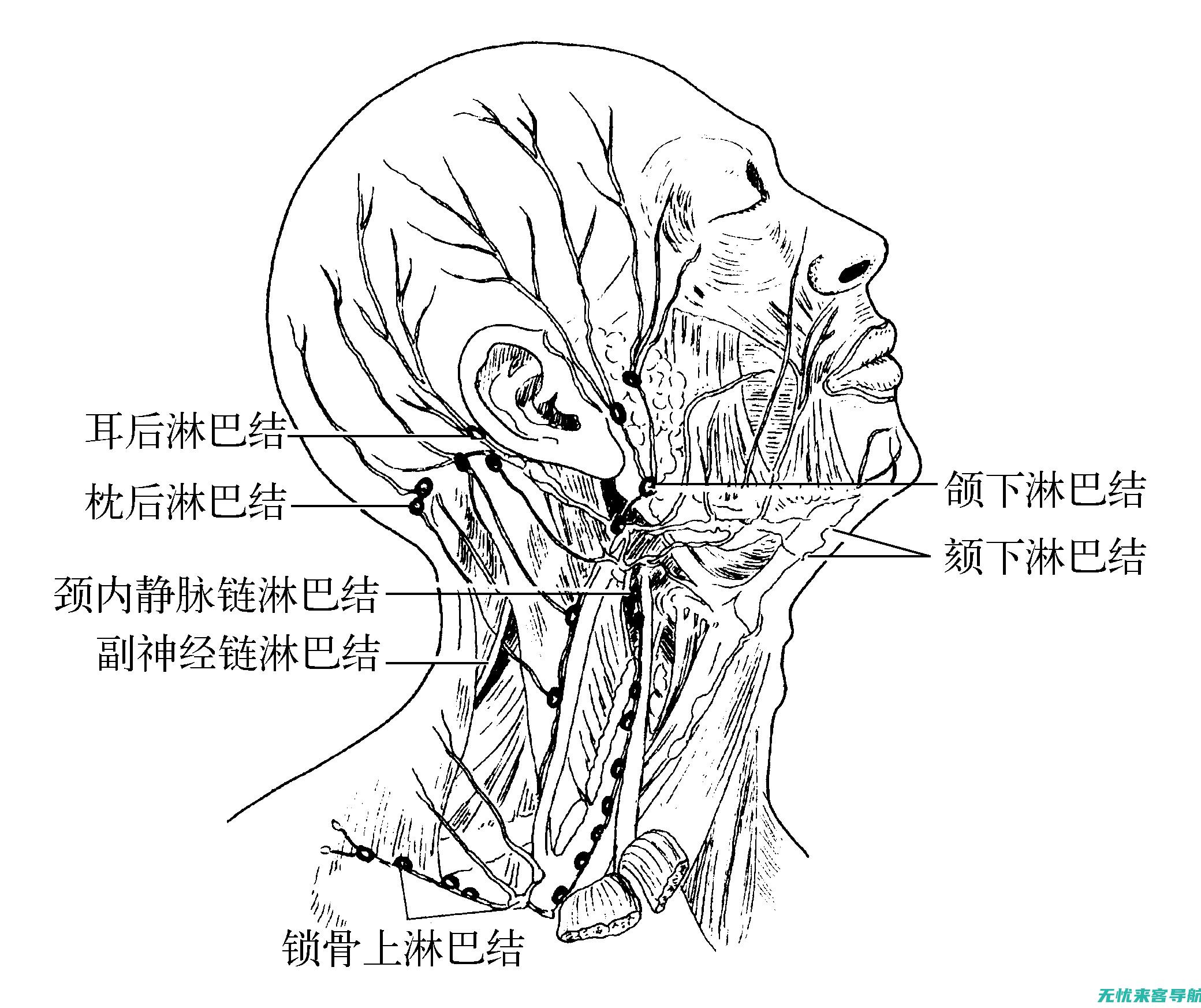 揭秘淋巴结