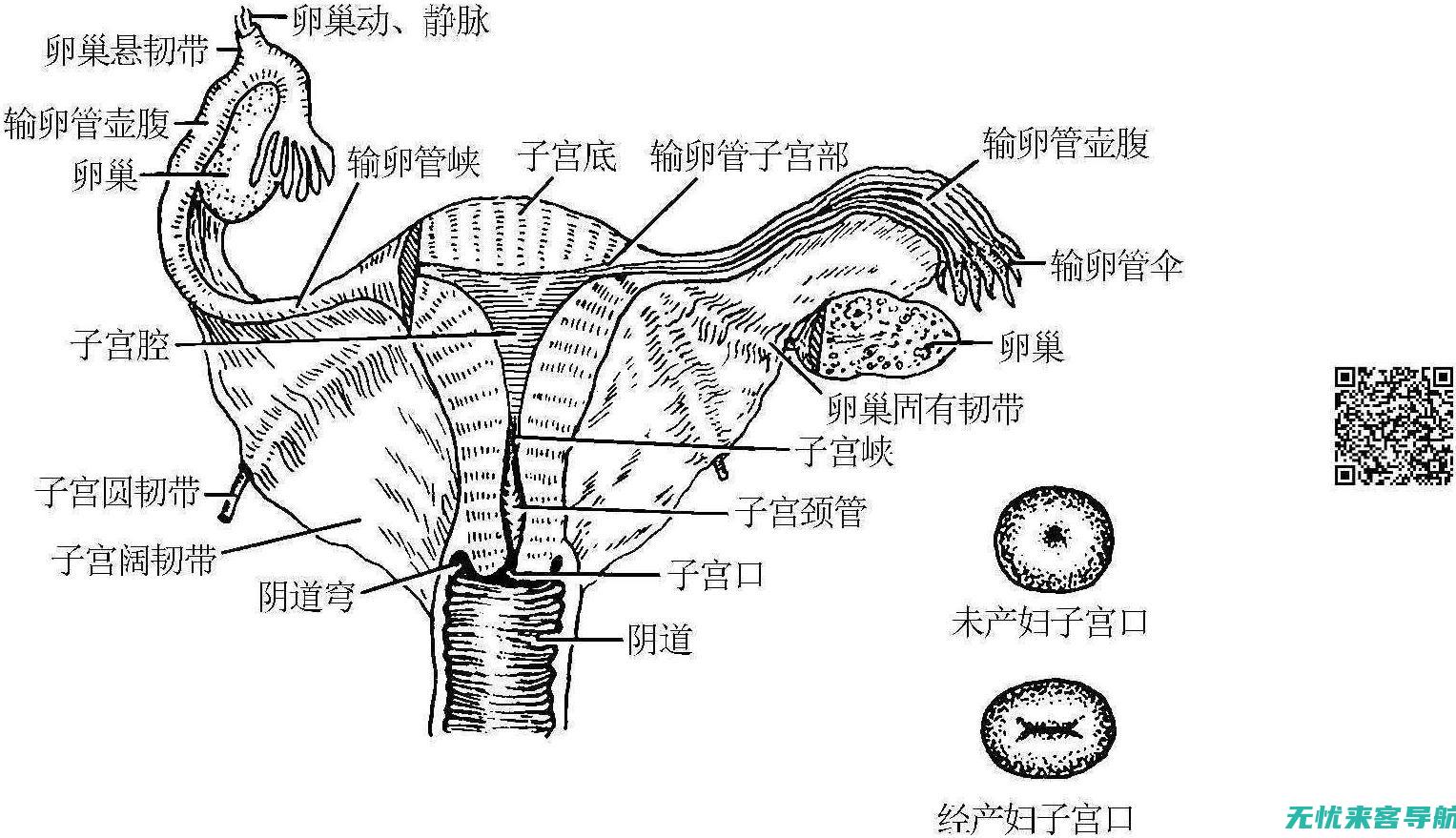 患者哪里会出现