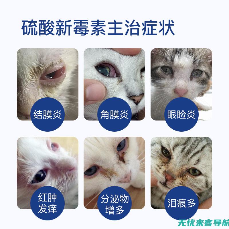 猫咪眼睛发炎的背后原因：揭秘常见症状与预防措施