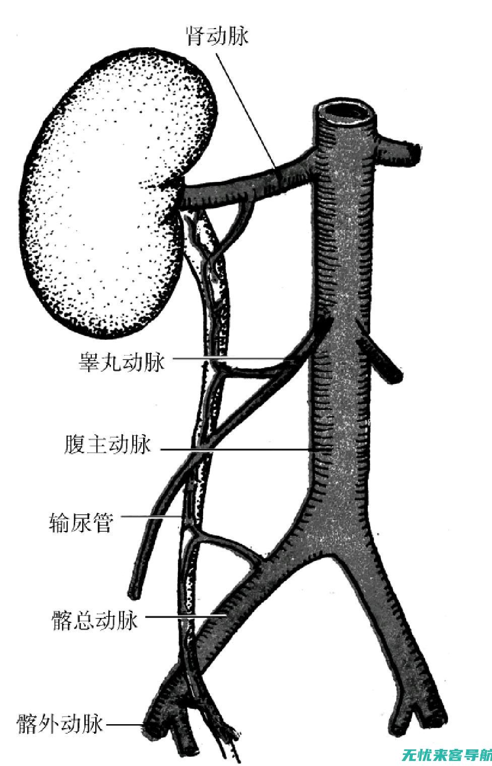 揭秘输尿管发炎：症状特征与治疗方法概览