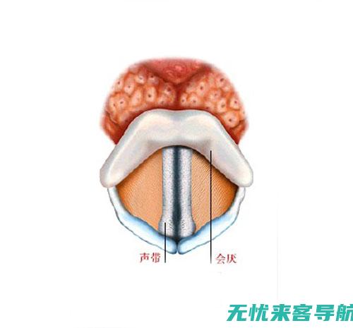 全面解读：喉咙发炎的典型症状及其识别方法