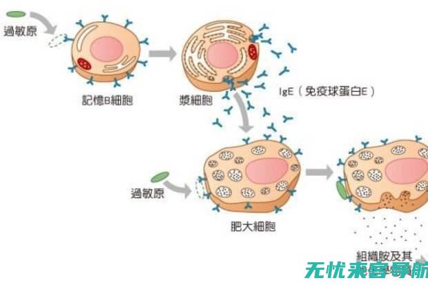 过敏反应的连锁效应：为何过敏性鼻炎患者会有眼睛痒 (过敏反应的连续性指标)