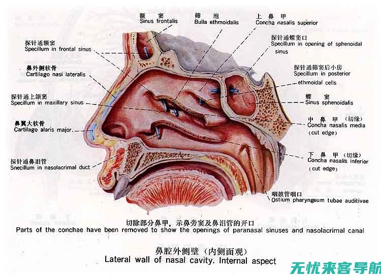 如何区分和感冒