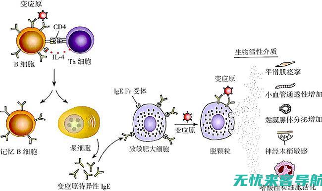 过敏反应双重打击